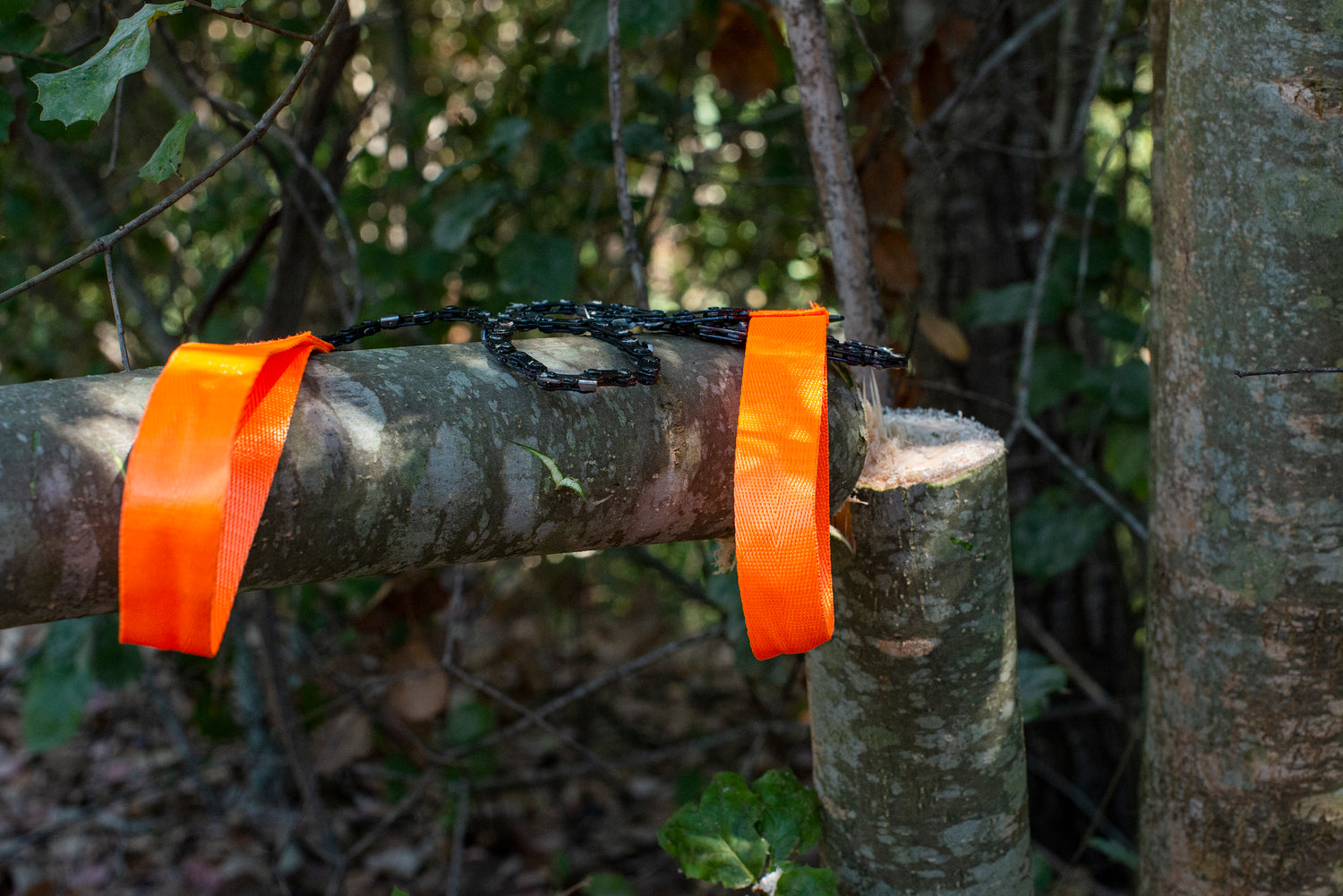 Hand-powered chainsaw with orange handles hanging on a cut tree branch in a forest setting